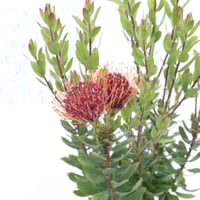 ② プロテア スペシャルピンクアイス 2輪 | 多気園芸 Online Shop