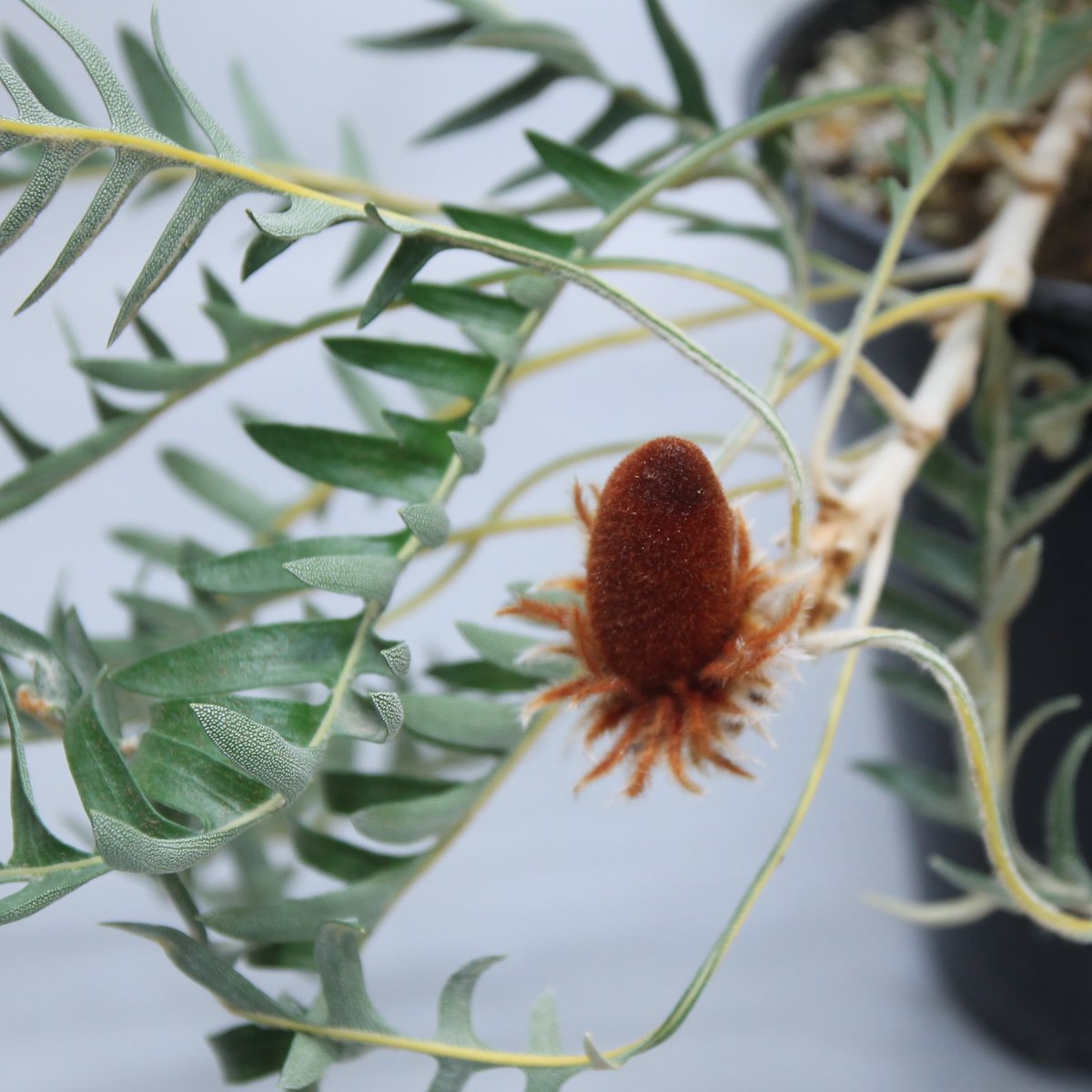 バンクシア ブレクニオフォリア ② | 多気園芸 Online Shop