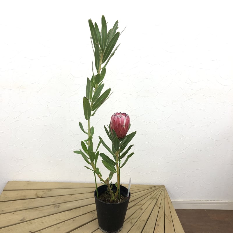 プロテア オーストラリスピンク 5号 1輪 ① | 多気園芸 Online Shop