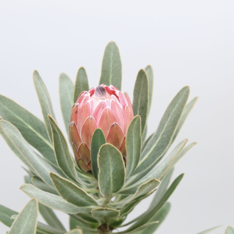 プロテア スペシャルピンクアイス 6号 ② | 多気園芸 Online Shop