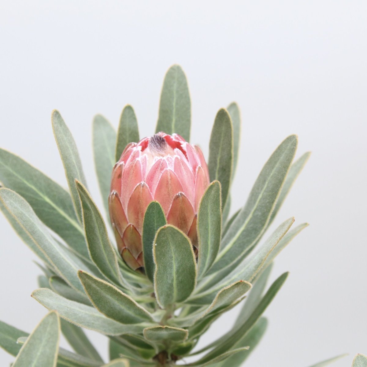 プロテア スペシャルピンクアイス 6号 ② | 多気園芸 Online Shop