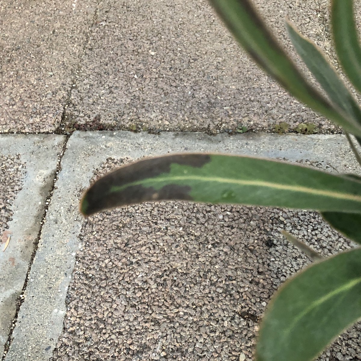 引き取り限定　プロテア　スペシャルピンクアイス（バンクシア、グレビレア） プロテア スペシャルピンクアイス | 多気園芸 Online Shop