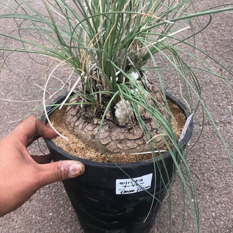 カリバナス フーケリー 8号 | 多気園芸 Online Shop