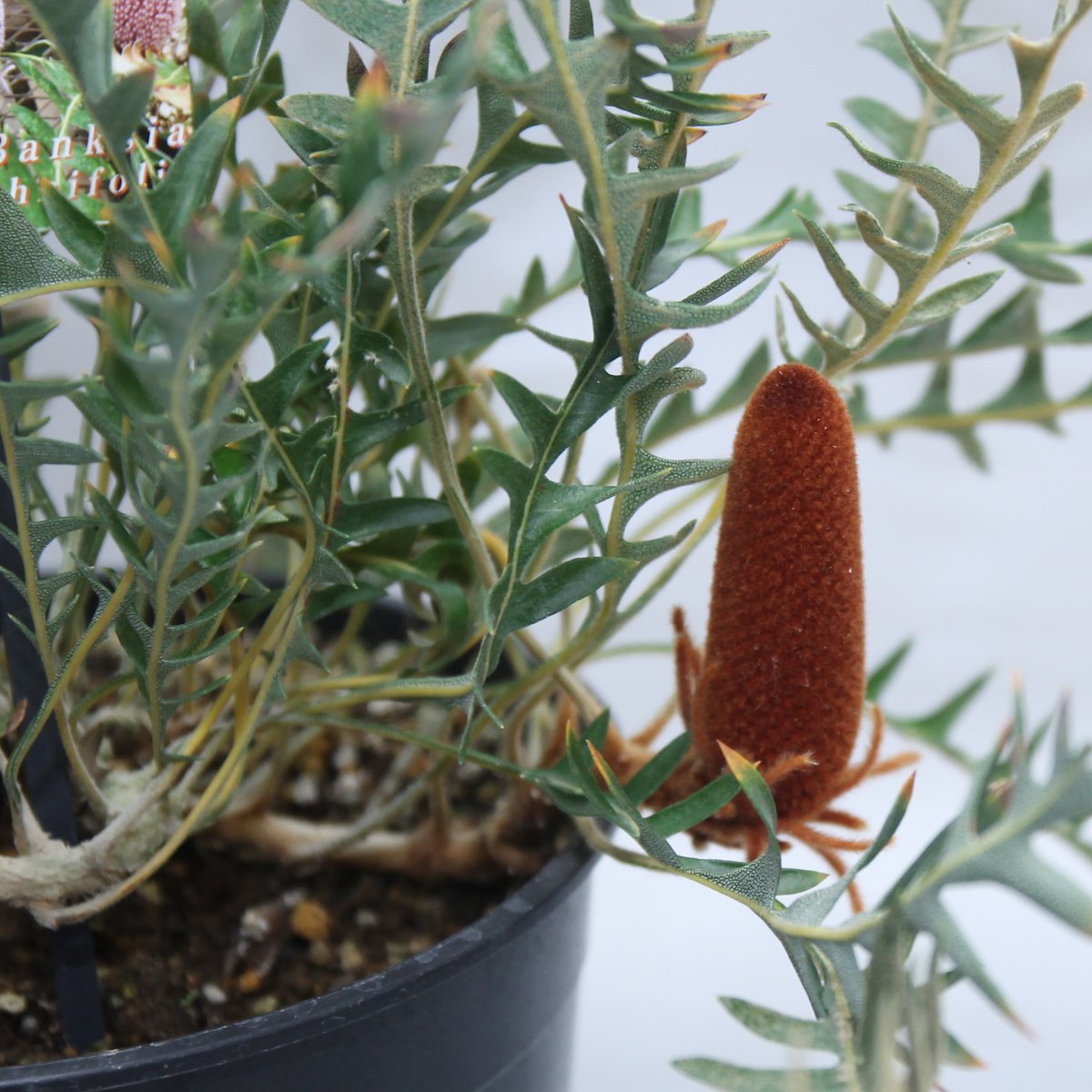 ② バンクシア ブレクニフォリア 苗 5号 ② バンクシア ブレクニフォリア 苗 5号 バンクシア ブレクニフォリア