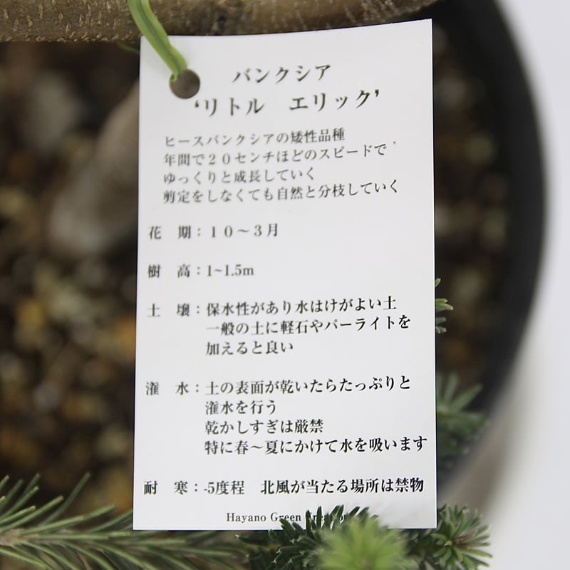 現品】バンクシア・リトルエリック （ヒースバンクシアの矮性