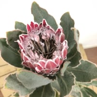 プロテア スサラ 7 楽天市場】おしゃれ 観葉植物 花苗：プロテア スザーラ*7号