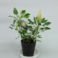 ① プロテア　クリームミンク　3輪 プロテア クリームミンク③ | 沼ノ上農園