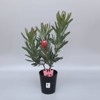 バンクシア ヌタンス 7号 ① | 多気園芸 Online Shop