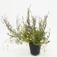 ミメテス クラッカージャック シルバー | 多気園芸 Online Shop