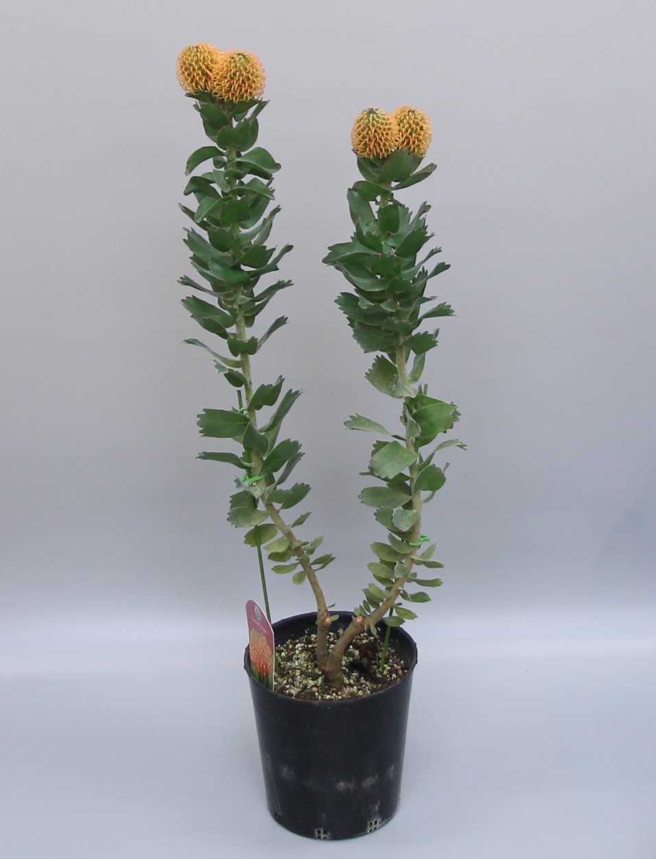 現品販売です。人気のオージープランツ・リューコスペルマム・カーニバルコース Amazon | リューコスペルマム・カーニバルレッド オージープランツ