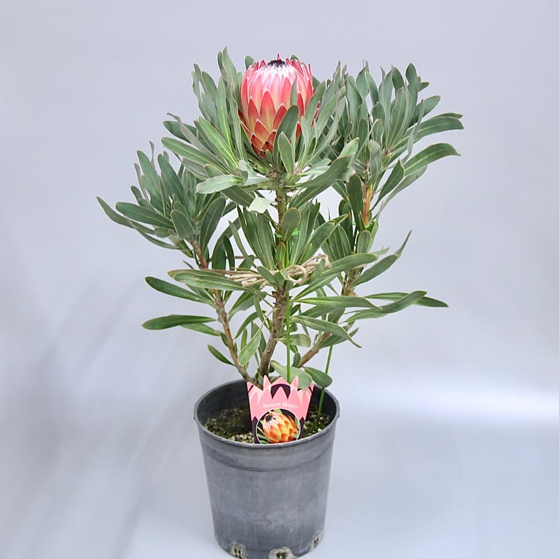 プロテアポッサムマジック　1 大株2フラワー プロテアポッサムマジック 1 大株2フラワー プロテア：ポッサム