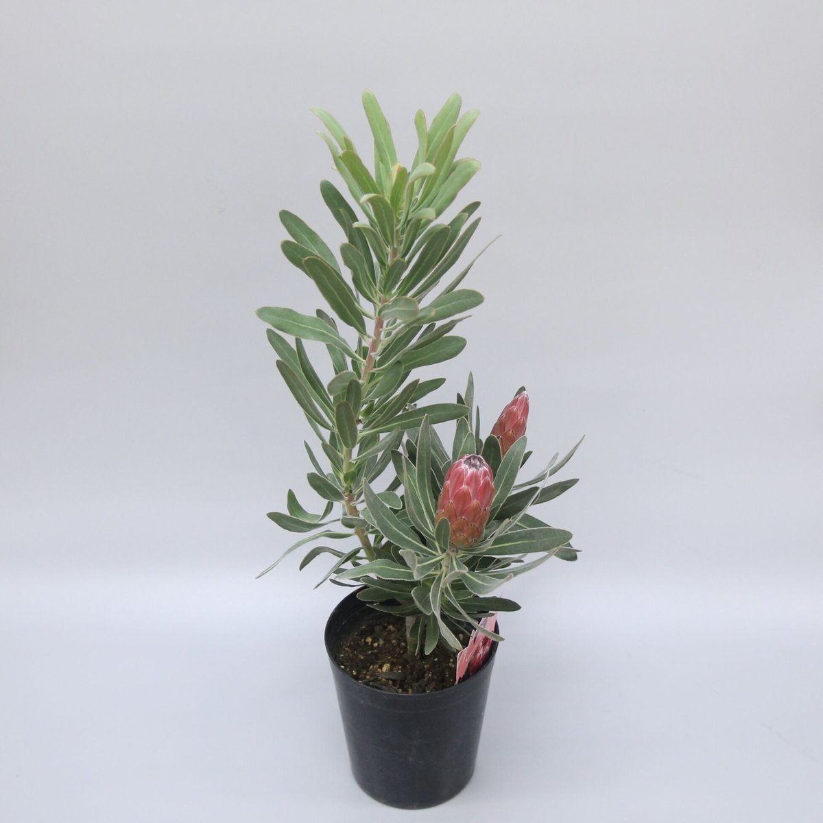 ① プロテア スペシャルピンクアイス 2輪 | 多気園芸 Online Shop