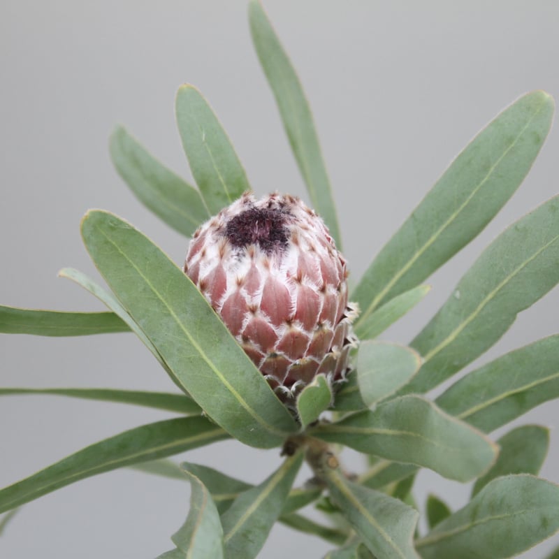 希少 プロテア メイデイ 7号 鉢植え 苗 オージー ネイティブ プランツ 園芸ネット本店｜プロテア：メイデイ 7号鉢植え25-02 の通販【公式】