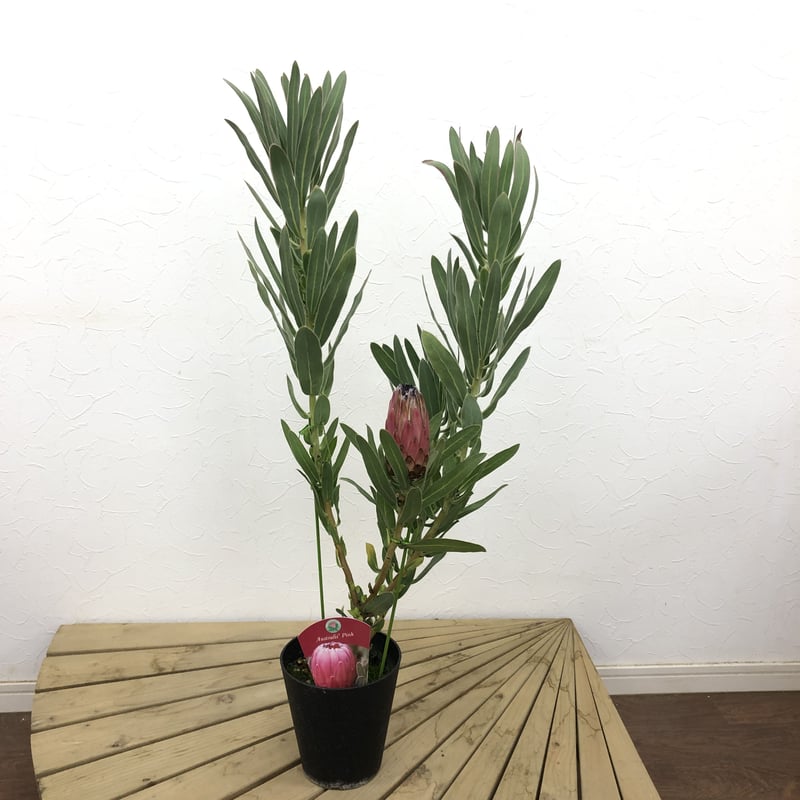 特価！プロテア オーストラリスピンク 5号 1輪 ② | 多気園芸 Online Shop