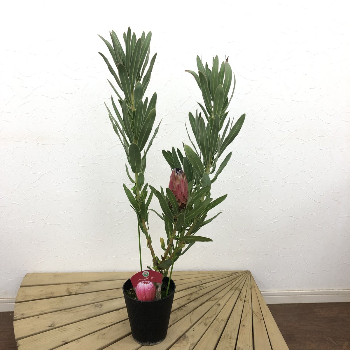 特価！プロテア オーストラリスピンク 5号 1輪 ② | 多気園芸 Online Shop