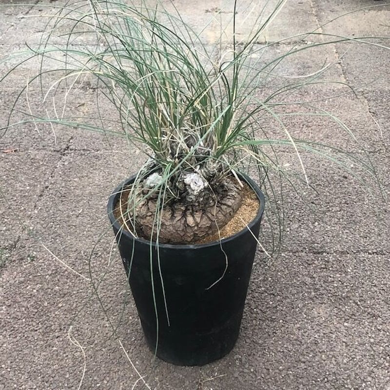 カリバナス フーケリー カリバナス フーケリー | mana's farm:塊根植物・アガベ・ドライ