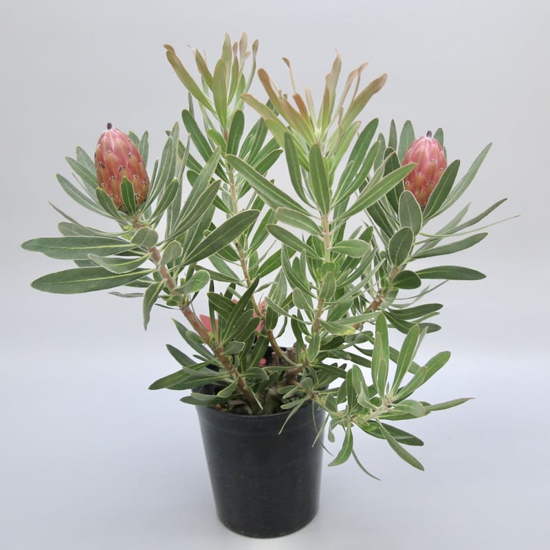 ② プロテア スペシャルピンクアイス 2輪 | 多気園芸 Online Shop