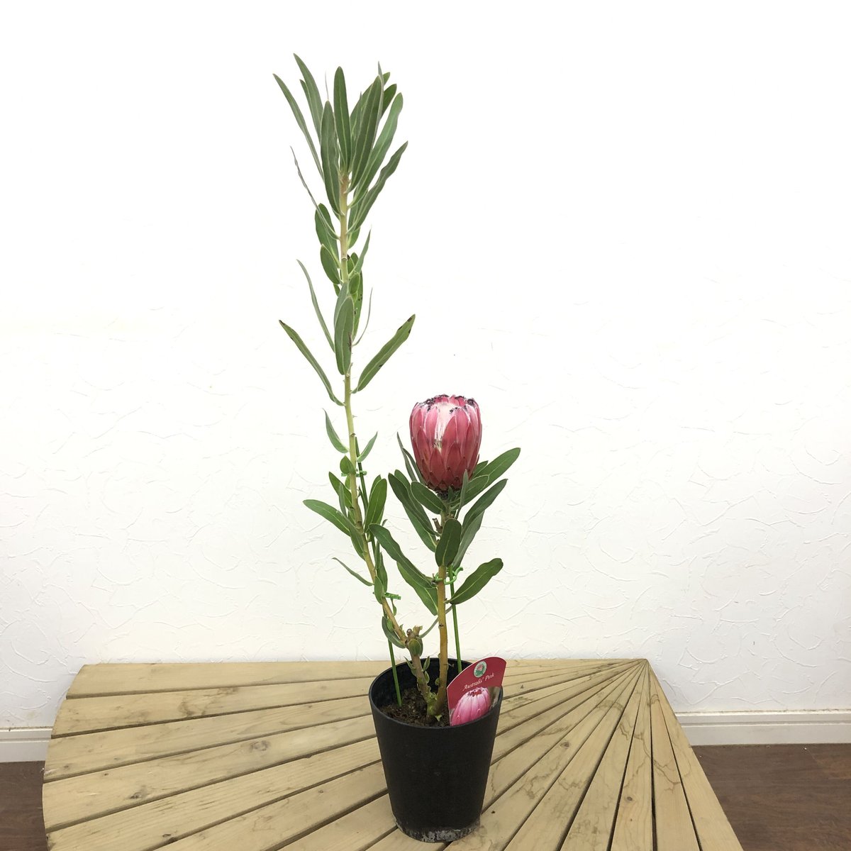 プロテア オーストラリスピンク 5号 1輪 ① | 多気園芸 Online Shop