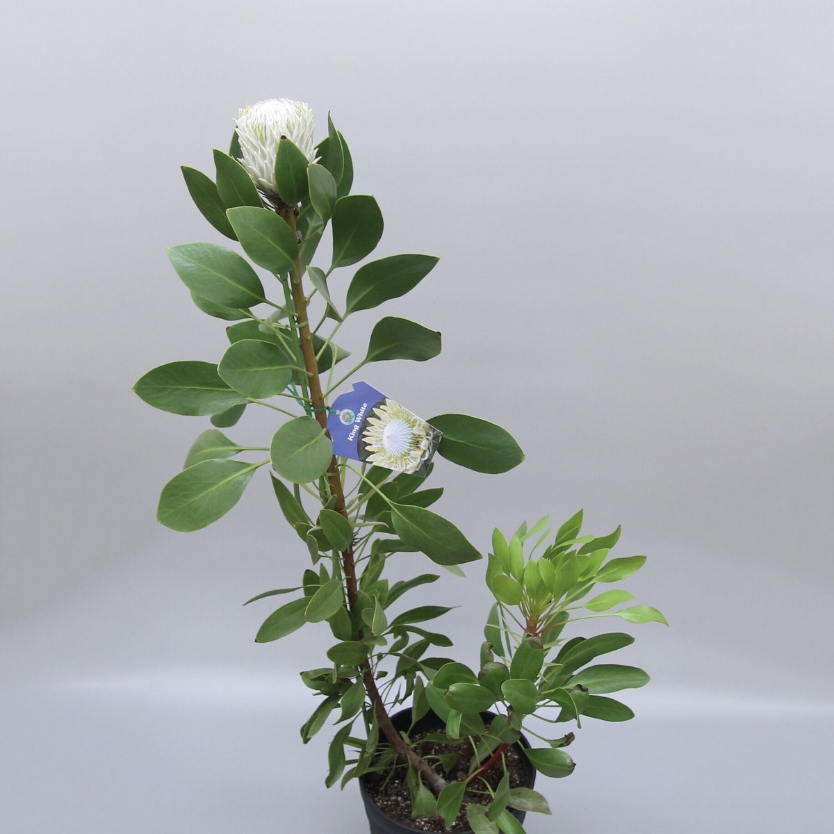 《現品》ソヨゴ　単木 (雌株・メス株)　樹高1.7ｍ（根鉢含まず）557【苗木】 現品》ソヨゴ 単木 (雌株・メス株) 樹高1.7m（根鉢含まず）557【苗木】