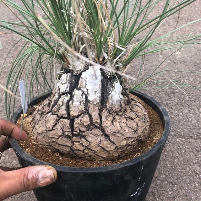 【現品】カリバナス・フーケリー（Calibanus hookeri）８号　Dけ番 fit=scale-down,w=1200