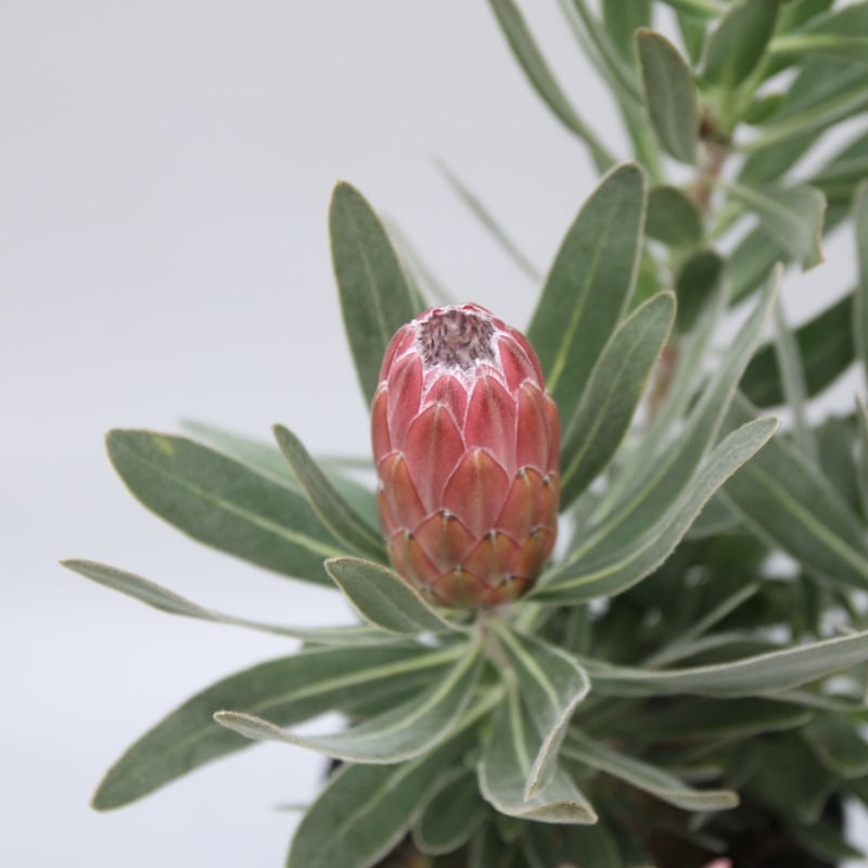 ① プロテア スペシャルピンクアイス 2輪 | 多気園芸 Online Shop