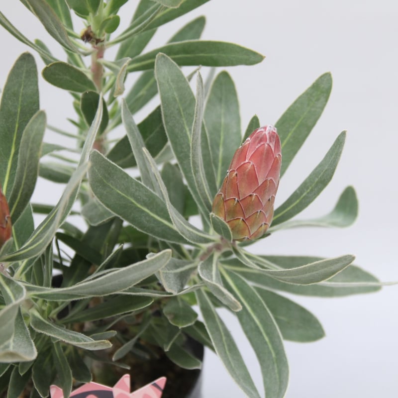 プロテア スペシャルピンクアイス 2個セット ② プロテア スペシャルピンクアイス 2輪 | 多気園芸 Online Shop