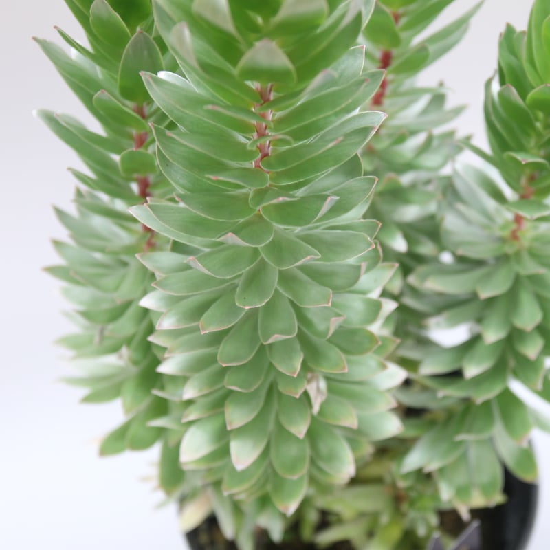 ミメテス クラッカージャック シルバー 7号 | 多気園芸 Online Shop