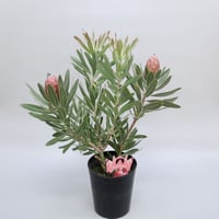 ② プロテア　スペシャルピンクアイス　2輪