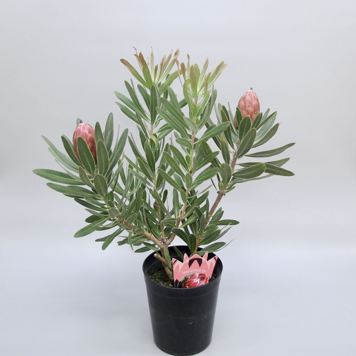② プロテア スペシャルピンクアイス 2輪 | 多気園芸 Online Shop