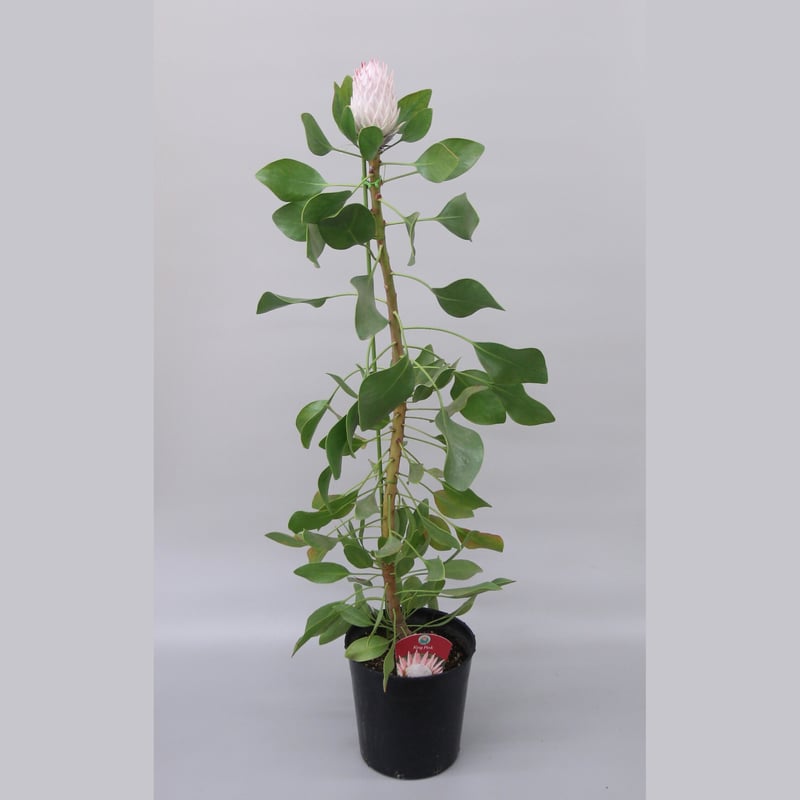 キングプロテア キングピンク | 多気園芸 Online Shop