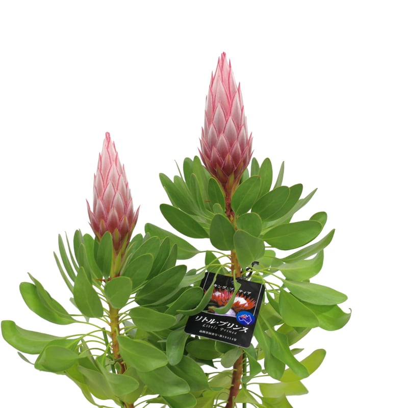 プロテア リトルプリンス 6号 2輪 | 多気園芸 Online Shop