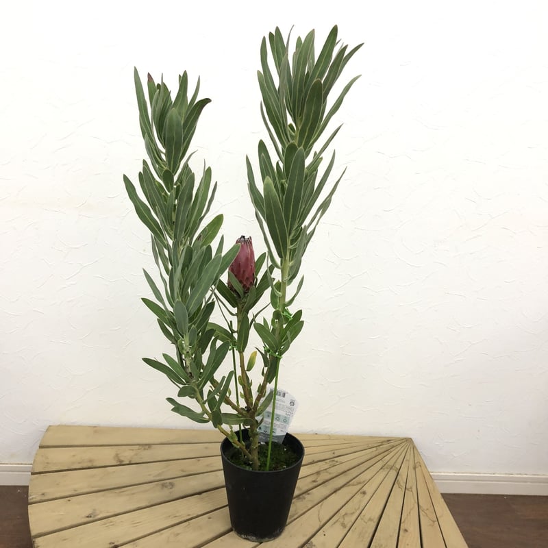特価！プロテア オーストラリスピンク 5号 1輪 ② | 多気園芸 Online Shop