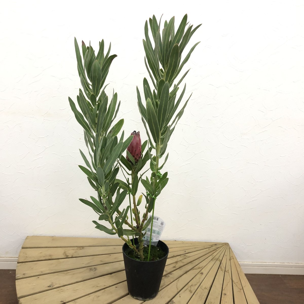 特価！プロテア オーストラリスピンク 5号 1輪 ② | 多気園芸 Online Shop
