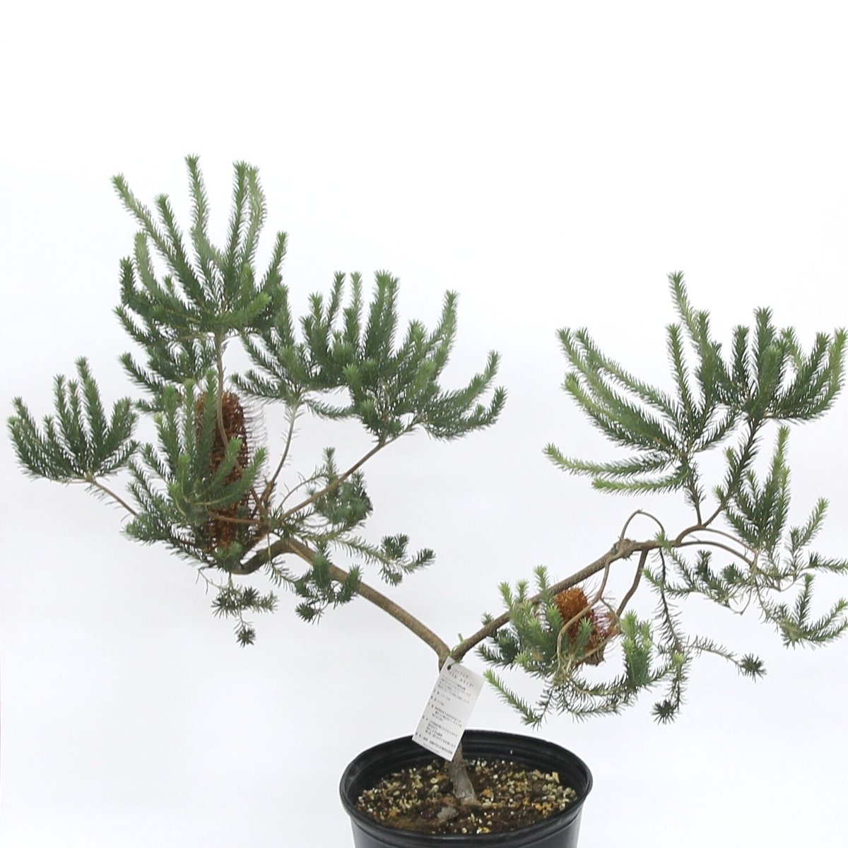 【現品】バンクシア・リトルエリック　（ヒースバンクシアの矮性品種）　8号　E8番 現品】バンクシア・リトルエリック （ヒースバンクシアの矮性