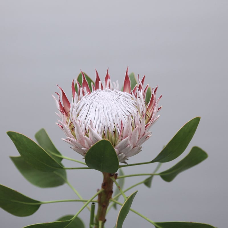 キングプロテア キングピンク 1輪 | 多気園芸 Online Shop