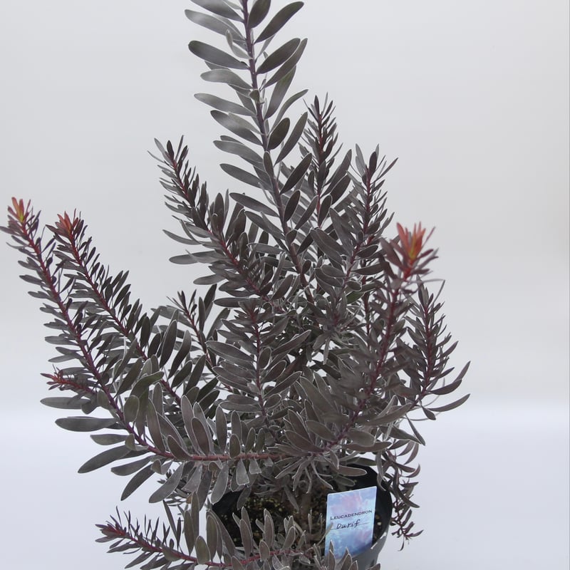 リューカデンドロンデュリフ 特大株 リューカデンドロンデュリフ 特大