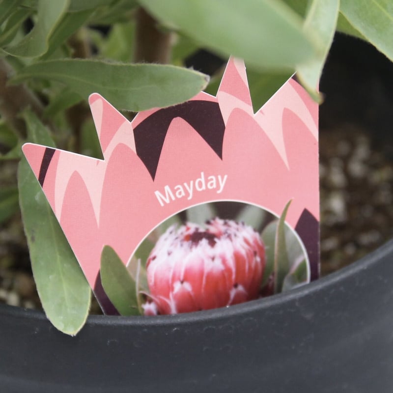 プロテア メイデイ | 多気園芸 Online Shop