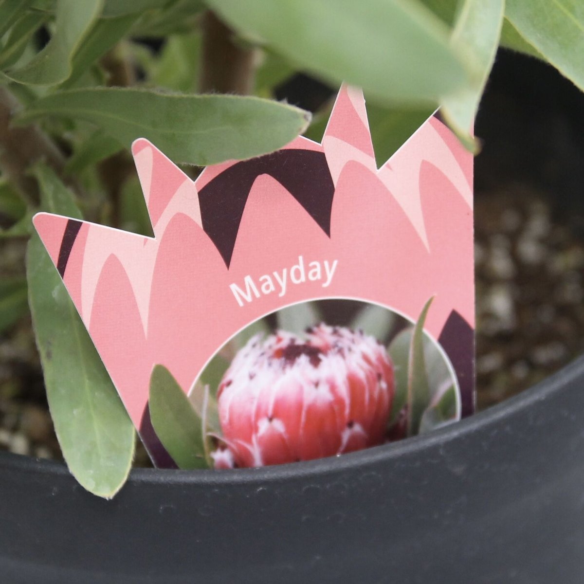 プロテア メイデイ | 多気園芸 Online Shop