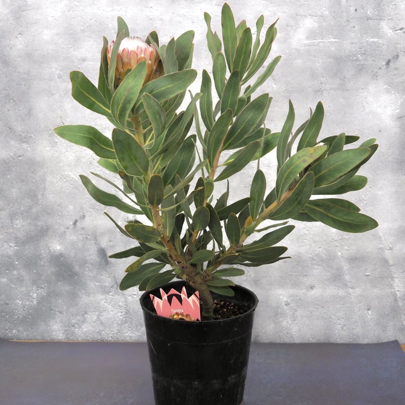 プロテア スサラ 7 おしゃれ 観葉植物 花苗：プロテア スザーラ*7号 スサラ 現品を