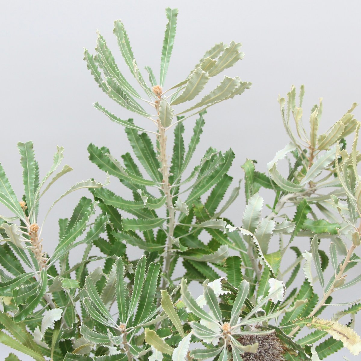 10%オフ幹太花芽付き⭐︎バーデッティ☆ バンクシア 8号バーデティ