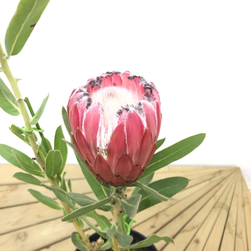 プロテア オーストラリスピンク 5号 1輪 ① | 多気園芸 Online Shop