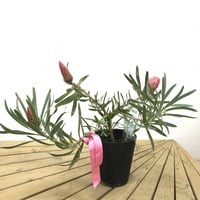 ② プロテア スペシャルピンクアイス 2輪 | 多気園芸 Online Shop