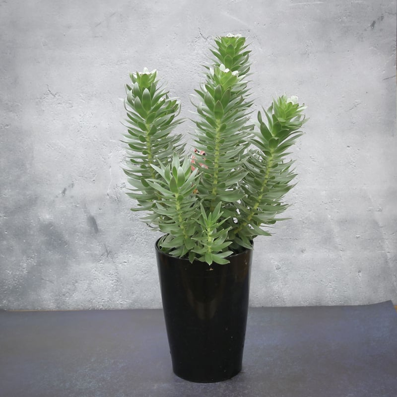 ミメテス クラッカージャック シルバー | 多気園芸 Online Shop