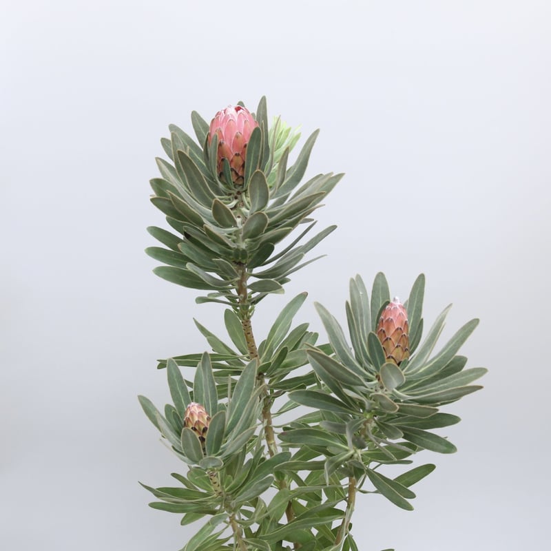 プロテア スペシャルピンクアイス 6号 ① | 多気園芸 Online Shop