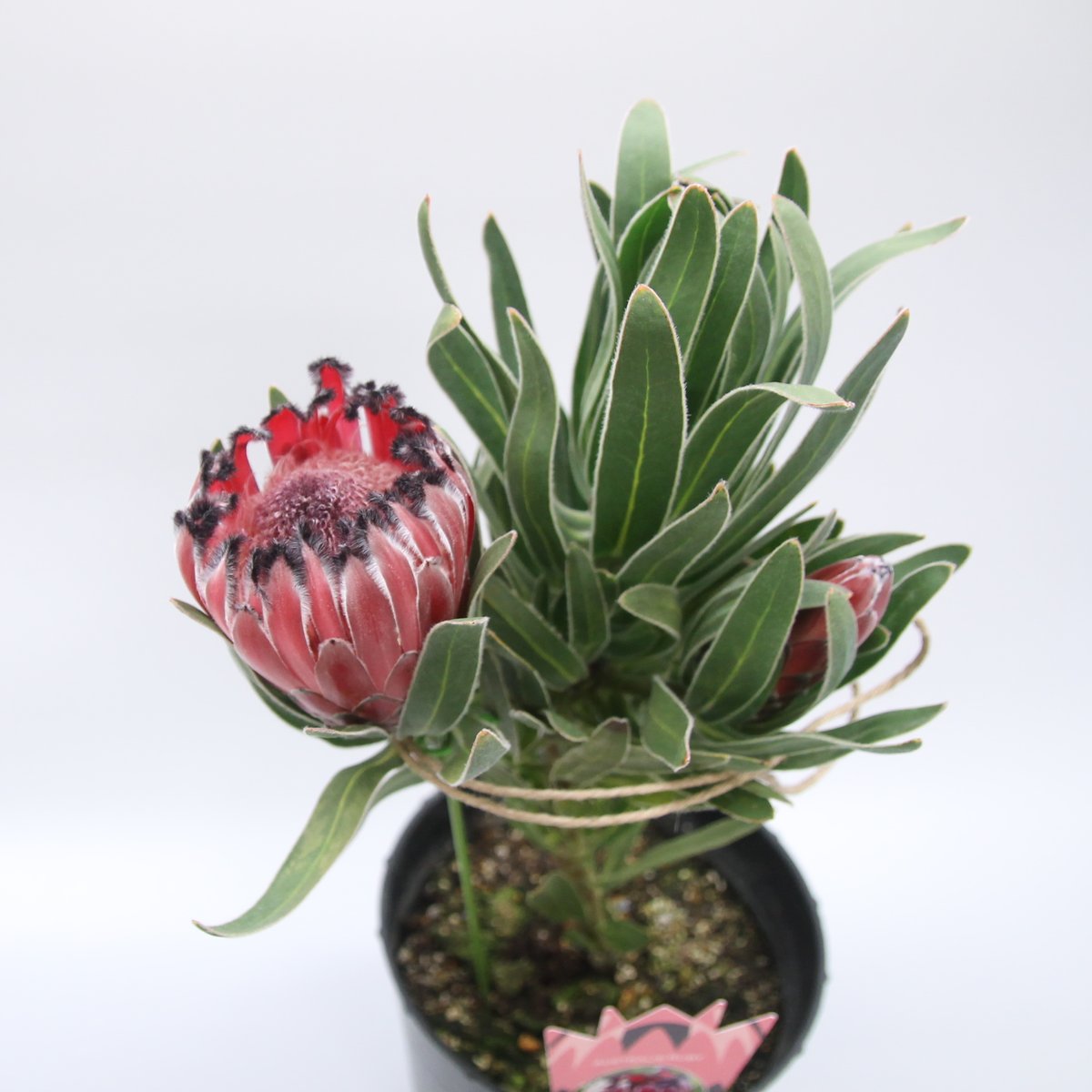 プロテア ④ オーストラリスルビー オージープランツ 観葉植物 プロテア ④ オーストラリスルビー オージープランツ 観葉植物