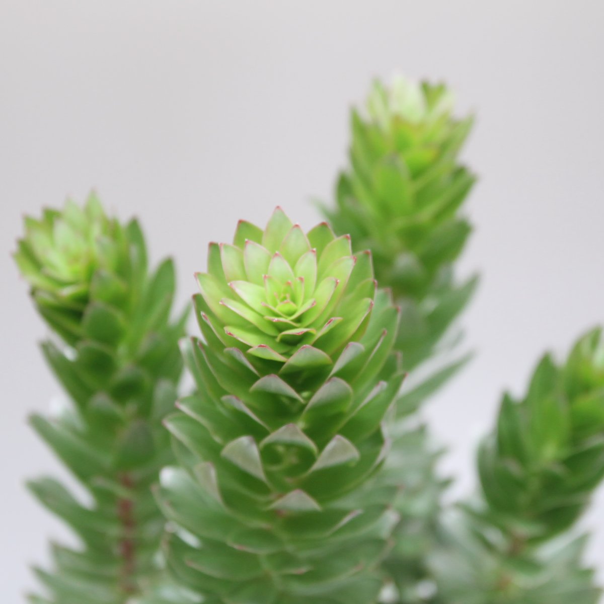 ミメテス クラッカージャック シルバー 7号 | 多気園芸 Online Shop