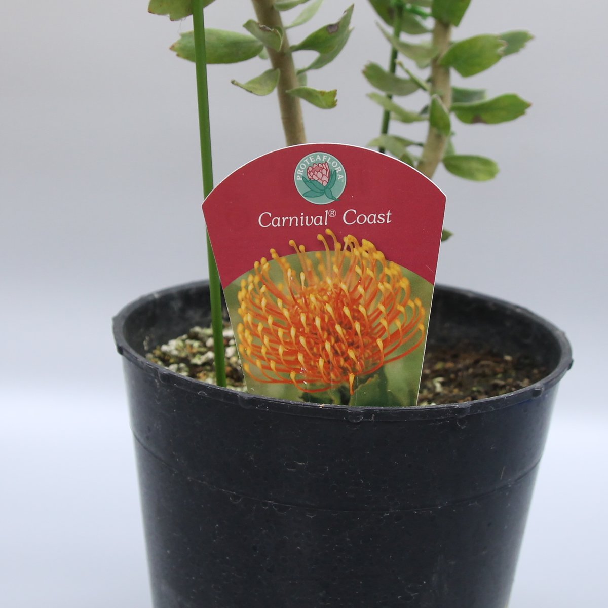 リューコスペルマム カーニバルコースト 7号 ① | 多気園芸 Online Shop