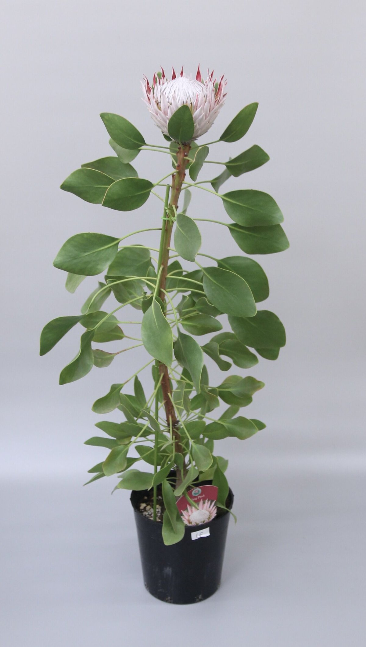 キングプロテア キングピンク 1輪 | 多気園芸 Online Shop