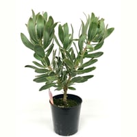 ミメテス クラッカージャック シルバー | 多気園芸 Online Shop