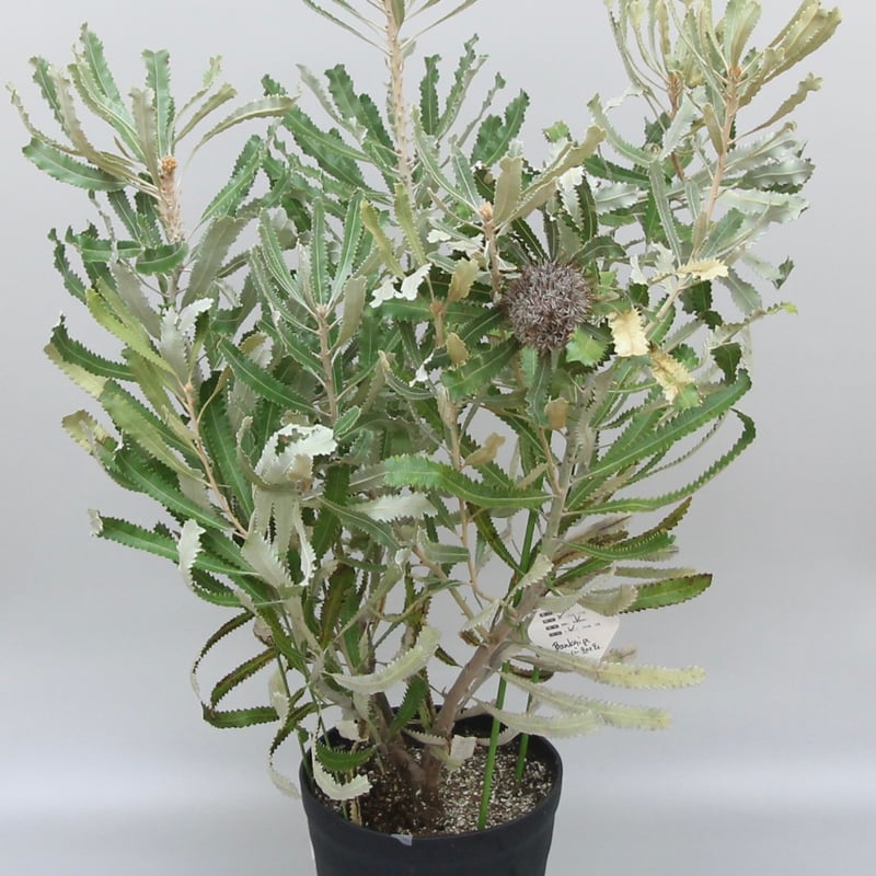 10%オフ幹太花芽付き⭐︎バーデッティ☆ バンクシア 8号バーデティ